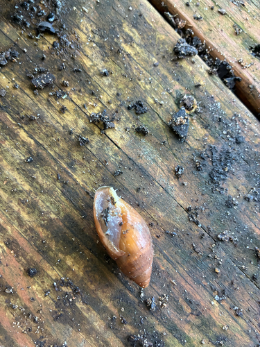 Rosy Wolfsnail