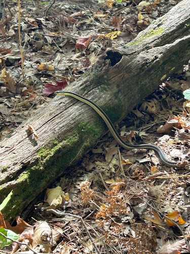 Common Garter Snake
