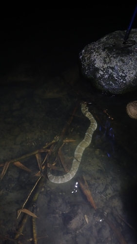 Homalopsis buccata observed 2026-10-12