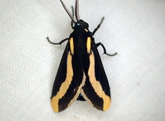 Euplesia sphingidea