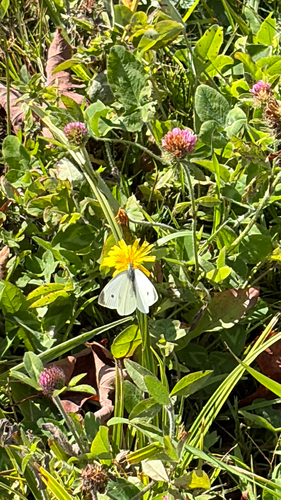 Small White