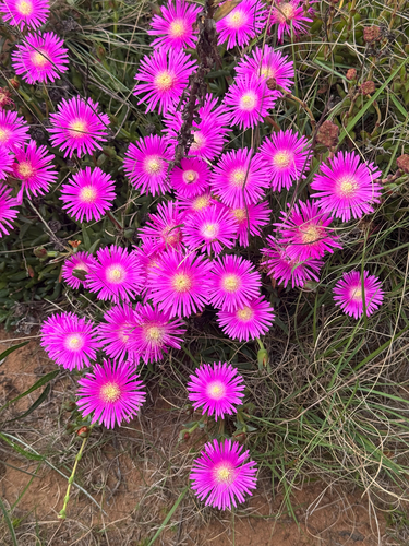 Lampranthus spectabilis observed 2026-10-12