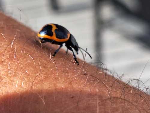 Swamp Milkweed Leaf Beetle