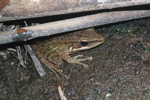 Chalcorana chalconota observed 2026-10-12