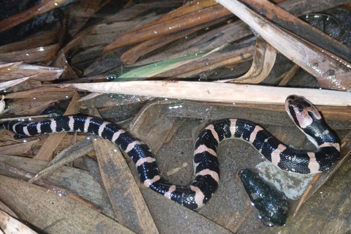 Homalopsis buccata observed 2026-10-12