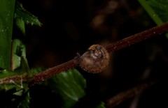 Austrochloritis brevipila