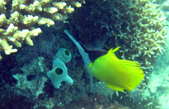 Forcipiger longirostris