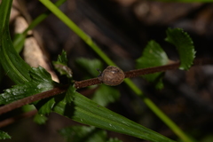 Austrochloritis brevipila