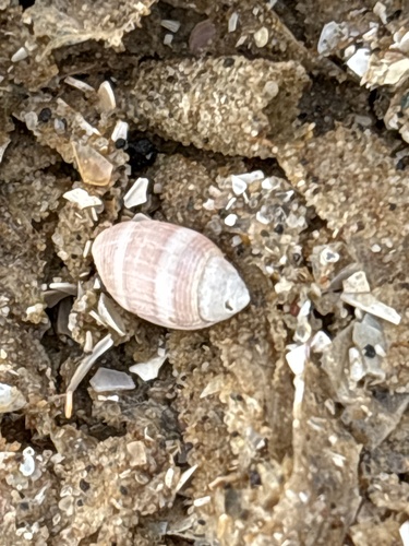 Acteon tornatilis observed 2026-10-12