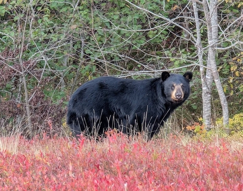 Black Bear sighting near Southampton