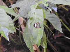 Oleria paula image