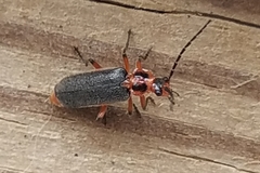 Atalantycha bilineata