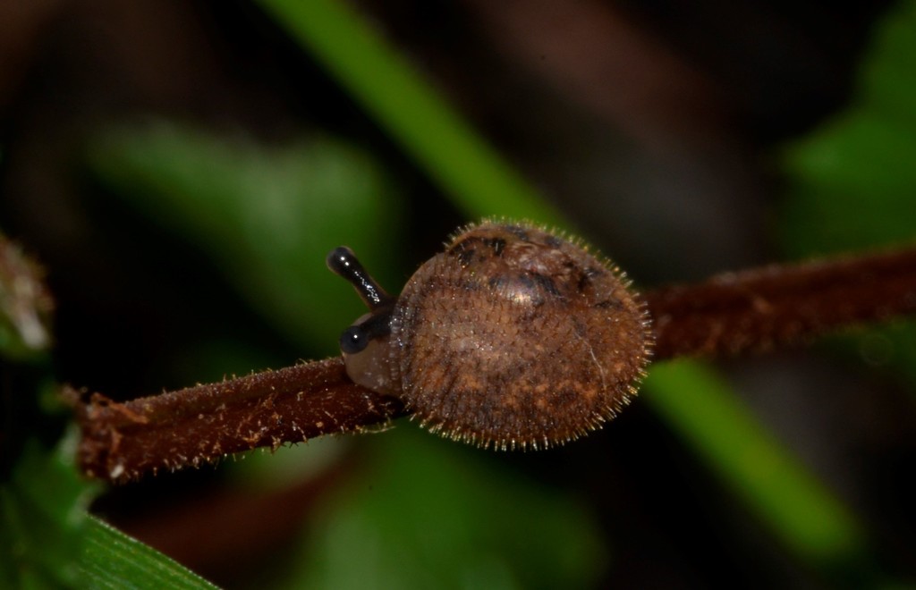 Dorrigo Bristle Snail