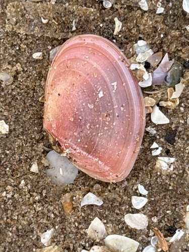 Tellina tenuis, 2026-10-12