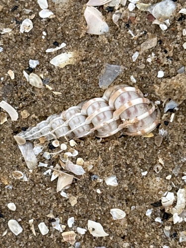 Scalaria observed 2026-10-12