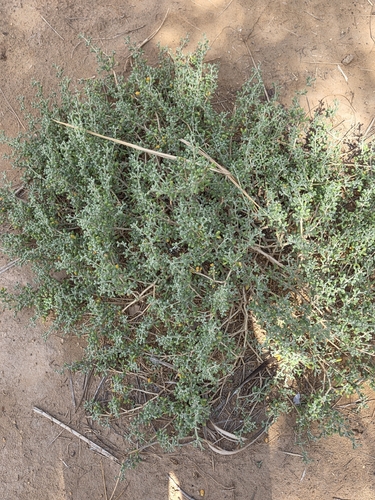 Tetraena gaetula