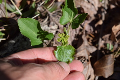 Thaspium trifoliatum trifoliatum