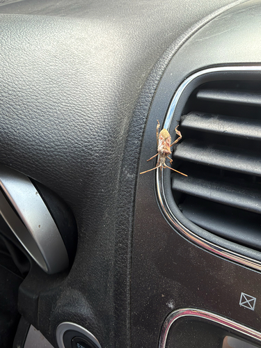 Western Conifer Seed Bug