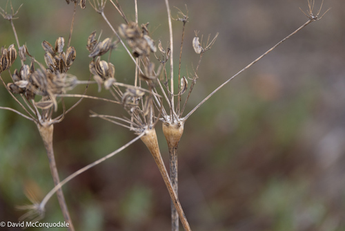 Lomatium nudicaule observed 2026-09-28
