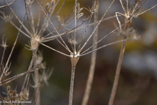 Lomatium nudicaule observed 2026-09-28