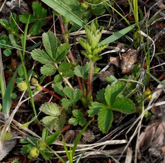 Potentilla stolonifera