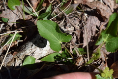 Thaspium trifoliatum trifoliatum