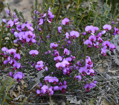 Gompholobium scabrum