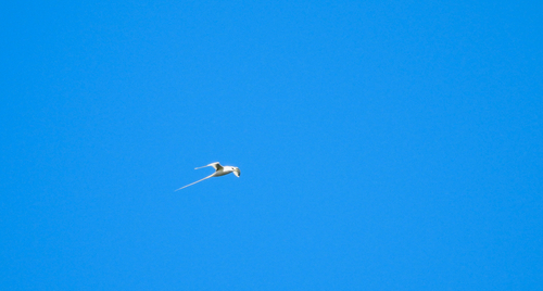 Phaethon lepturus observed 2026-10-11