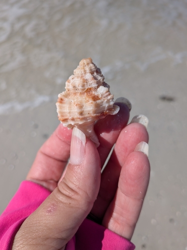 Phyllonotus pomum observed 2026-10-12