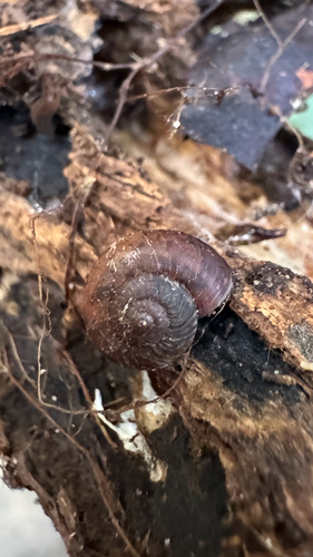 Mulathena fordei observed 2026-10-11