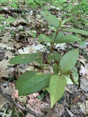 Viburnum cassinoides