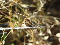 Orthetrum brachiale