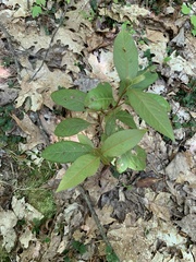 Viburnum cassinoides