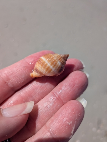 Cancellaria reticulata, 2026-10-12
