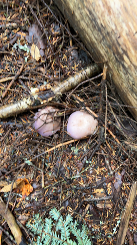 Blewit