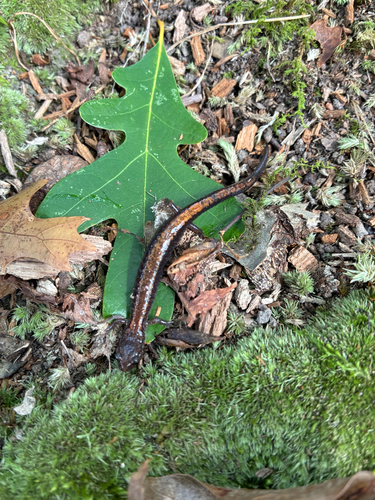 Eastern Red-backed Salamander