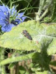 Coccinella septempunctata