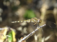 Orthetrum brachiale