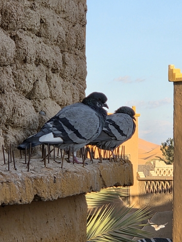 Feral Pigeon