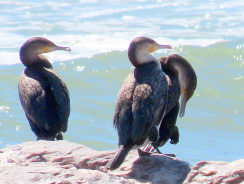 iNaturalist image