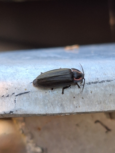 Winter Firefly