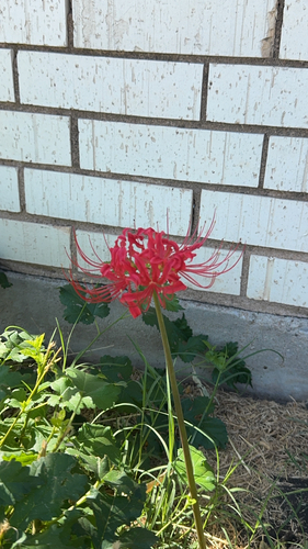 red spider lily
