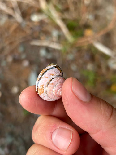 Brown-lipped Snail