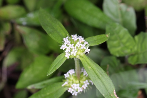 Mitracarpus hirtus observed 2026-10-11