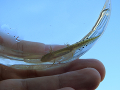 Triturus pygmaeus