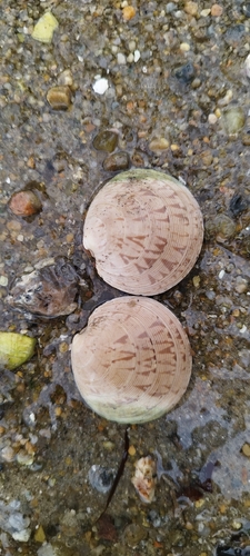 Dosinia exoleta observed 2026-10-12