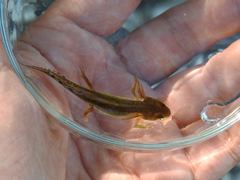 Triturus pygmaeus