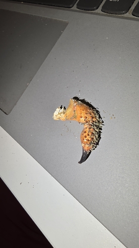 Warty Crab