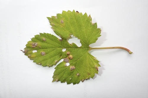 Podosphaera macularis observed 2026-10-12