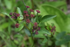 Thaspium trifoliatum trifoliatum